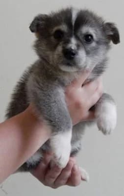Trixie, female Mixed Breed for adoption at Asociatia ROBI / 4animals.ro