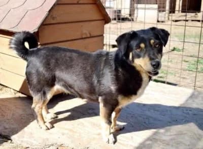 Lucy, female Mixed Breed for adoption at Asociatia ROBI / 4animals.ro