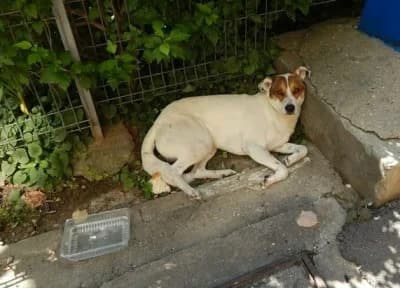 Rony, male senior Mixed Breed for adoption at Asociatia ROBI / 4animals.ro
