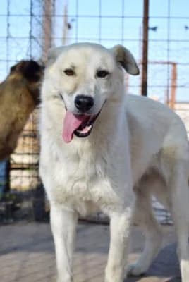 Snoopy, male senior Mixed Breed for adoption at Asociatia ROBI / 4animals.ro