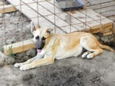 Fido, male Mixed Breed for adoption at Asociatia ROBI / 4animals.ro
