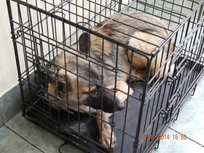 Zaza, female Mixed Breed for adoption at Asociatia ROBI / 4animals.ro