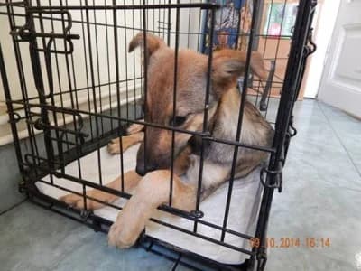 Fira, female Mixed Breed for adoption at Asociatia ROBI / 4animals.ro