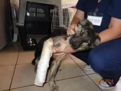 Loka, female Mixed Breed for adoption at Asociatia ROBI / 4animals.ro