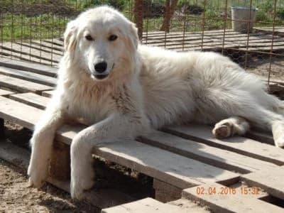 Micky, male Mixed Breed for adoption at Asociatia ROBI / 4animals.ro