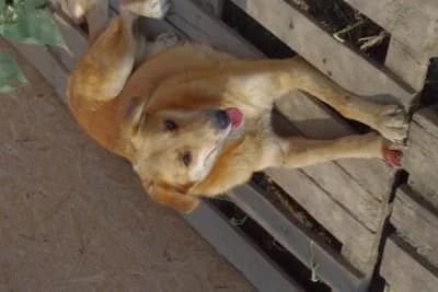 Carra, female Mixed Breed for adoption at Asociatia ROBI / 4animals.ro