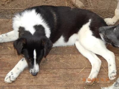 Kym, male Mixed Breed for adoption at Asociatia ROBI / 4animals.ro
