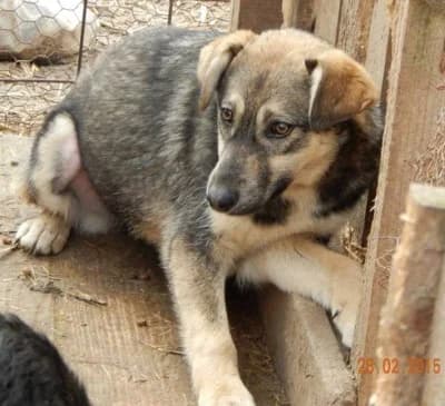 Gryta, female Mixed Breed for adoption at Asociatia ROBI / 4animals.ro