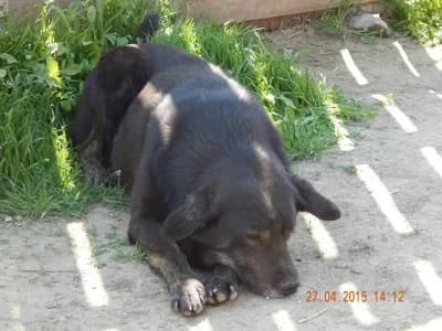 Bingo, male Mixed Breed for adoption at Asociatia ROBI / 4animals.ro