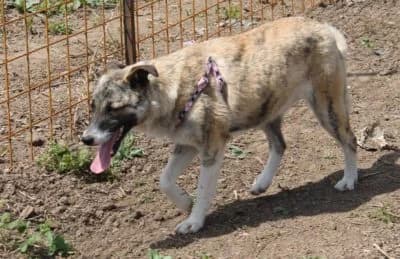 Veve, female Mixed Breed for adoption at Asociatia ROBI / 4animals.ro