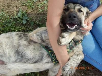 Pucky, male Mixed Breed for adoption at Asociatia ROBI / 4animals.ro
