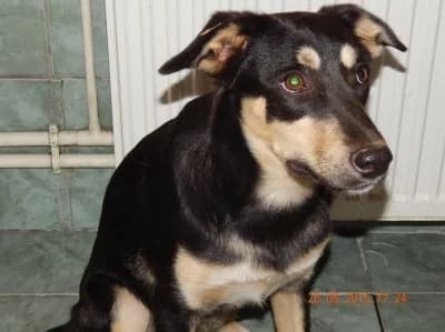 Kali, female Mixed Breed for adoption at Asociatia ROBI / 4animals.ro
