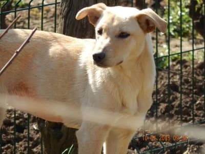 Sonia, female Mixed Breed for adoption at Asociatia ROBI / 4animals.ro