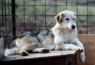 Kami, female Mixed Breed for adoption at Asociatia ROBI / 4animals.ro
