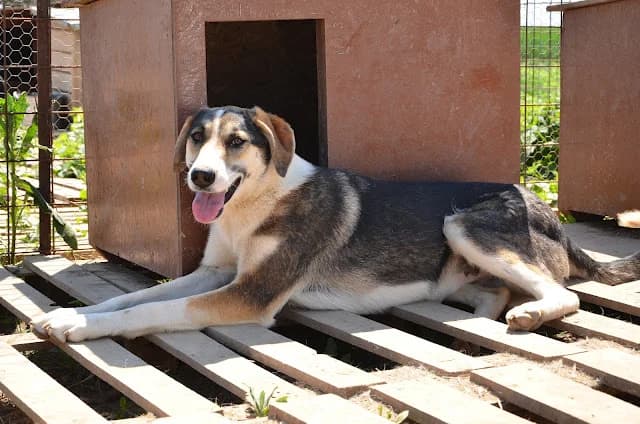 Daisy, female Mixed Breed for adoption at Asociatia ROBI / 4animals.ro