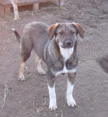 Remy, male Mixed Breed for adoption at Asociatia ROBI / 4animals.ro