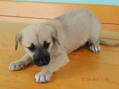 Caramel, female Mixed Breed for adoption at Asociatia ROBI / 4animals.ro