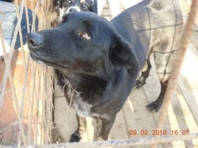 Jax, male Mixed Breed for adoption at Asociatia ROBI / 4animals.ro