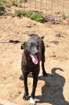 Kippa, male Mixed Breed for adoption at Asociatia ROBI / 4animals.ro