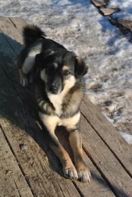 Kiko, male Mixed Breed for adoption at Asociatia ROBI / 4animals.ro