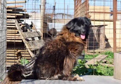 Ella – caz special, male Mixed Breed for adoption at Asociatia ROBI / 4animals.ro