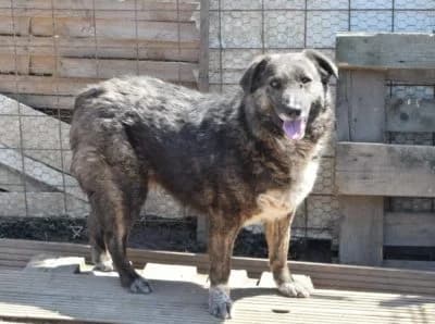 Ursa, male Mixed Breed for adoption at Asociatia ROBI / 4animals.ro