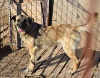 Toby, male Mixed Breed for adoption at Asociatia ROBI / 4animals.ro