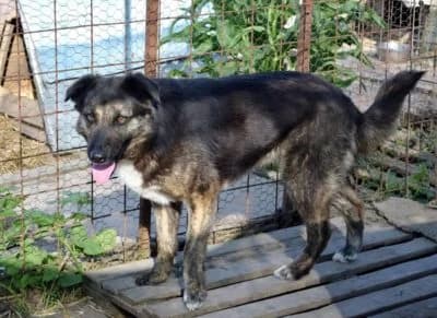 Nevada, male Mixed Breed for adoption at Asociatia ROBI / 4animals.ro