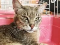 Cezar, male Mixed Breed for adoption at Asociatia ROBI / 4animals.ro