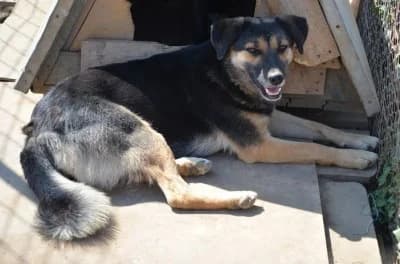 Jessie, female Mixed Breed for adoption at Asociatia ROBI / 4animals.ro