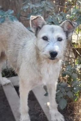 Tanya, female Mixed Breed for adoption at Asociatia ROBI / 4animals.ro
