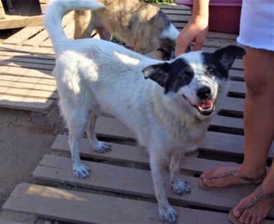 Dorothea, female Mixed Breed for adoption at Asociatia ROBI / 4animals.ro