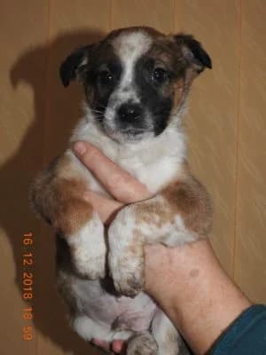 Dyn, male Mixed Breed for adoption at Asociatia ROBI / 4animals.ro