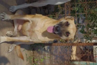 Maggie, female Mixed Breed for adoption at Asociatia ROBI / 4animals.ro