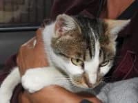 Prissy, female Mixed Breed for adoption at Asociatia ROBI / 4animals.ro