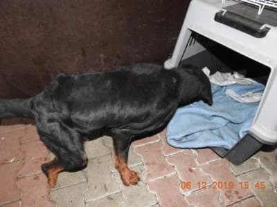 Bland, male Mixed Breed for adoption at Asociatia ROBI / 4animals.ro