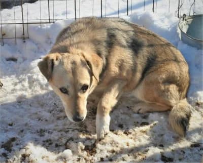 Tisa, female Mixed Breed for adoption at Asociatia ROBI / 4animals.ro