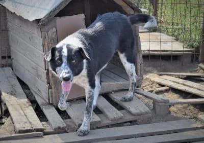 Karo, male Mixed Breed for adoption at Asociatia ROBI / 4animals.ro
