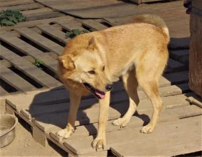 Sam, male senior Mixed Breed for adoption at Asociatia ROBI / 4animals.ro