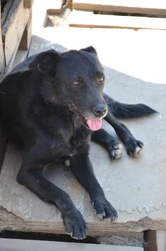 Hera, female Mixed Breed for adoption at Asociatia ROBI / 4animals.ro