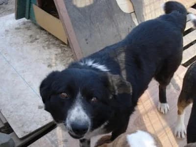 Floricica, female Mixed Breed for adoption at Asociatia ROBI / 4animals.ro