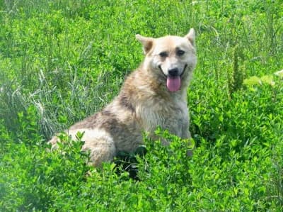 Teea, female Mixed Breed for adoption at Asociatia ROBI / 4animals.ro
