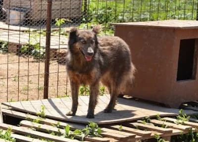 Vaya, Mixed Breed for adoption at Asociatia ROBI / 4animals.ro