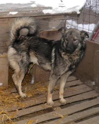 Bandit, male Mixed Breed for adoption at Asociatia ROBI / 4animals.ro