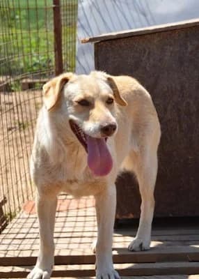 Ginger, female senior Mixed Breed for adoption at Asociatia ROBI / 4animals.ro