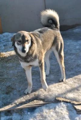 Ozzy, male Mixed Breed for adoption at Asociatia ROBI / 4animals.ro