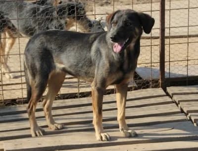 Sonya, male Mixed Breed for adoption at Asociatia ROBI / 4animals.ro