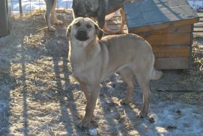 Kia, female Mixed Breed for adoption at Asociatia ROBI / 4animals.ro