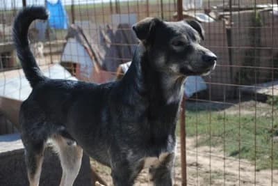 Flack, male Mixed Breed for adoption at Asociatia ROBI / 4animals.ro