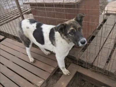 Nikki, female senior Mixed Breed for adoption at Asociatia ROBI / 4animals.ro